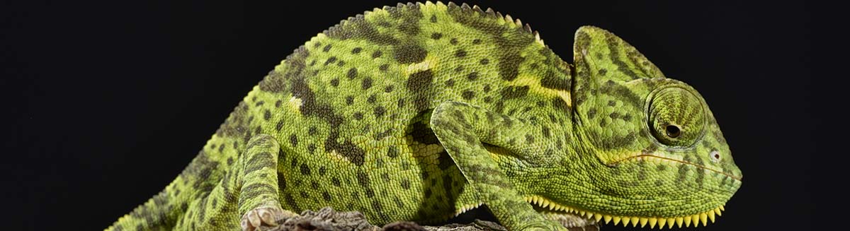 buy iguanas Pet Stores in Iowa City, Pet Supplies, Buy Puppies in Iowa city, pet supplies, dog training in Iowa city