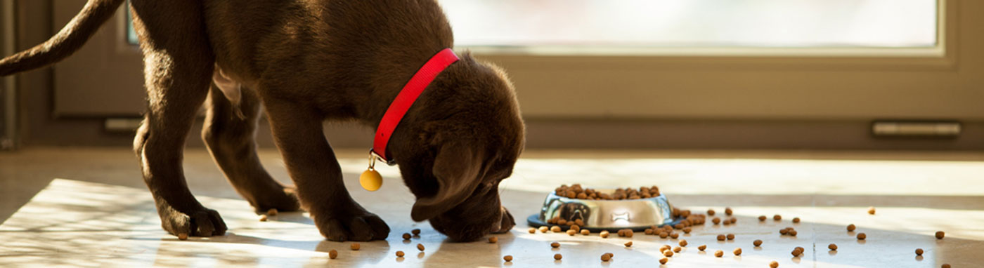 buy dogs in Iowa City Pet Stores in Iowa City, Pet Supplies, Buy Puppies in Iowa city, pet supplies, dog training in Iowa city