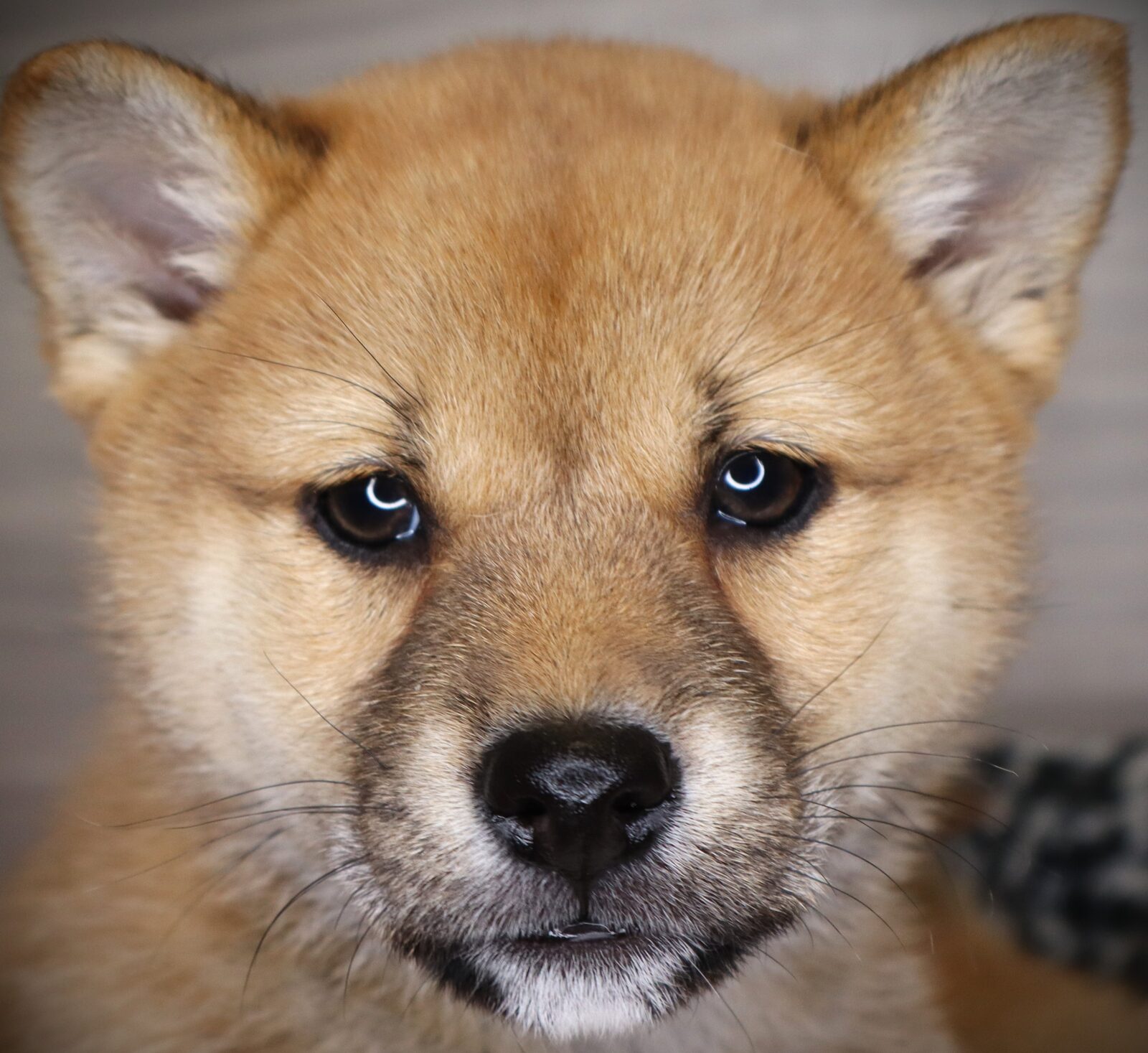 Shiba Inu Puppy Red Sesame ID: 20976 Located at Petland Iowa City