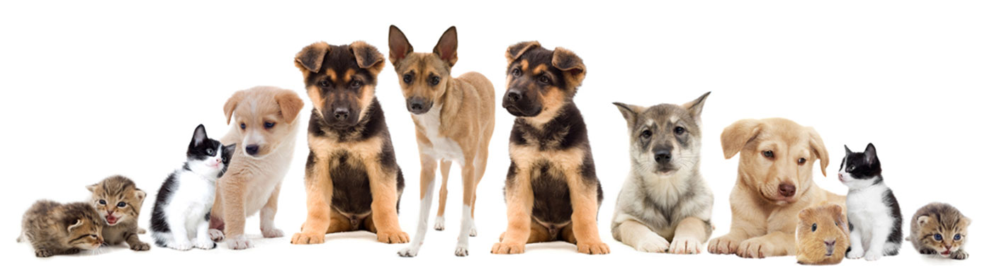 Pet Stores in Iowa City, Pet Supplies, Buy Puppies in Iowa city, pet supplies, dog training in Iowa city