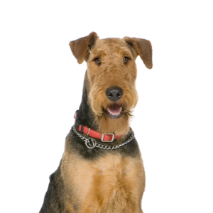 Petland Iowa City, Iowa Airedale Terrier