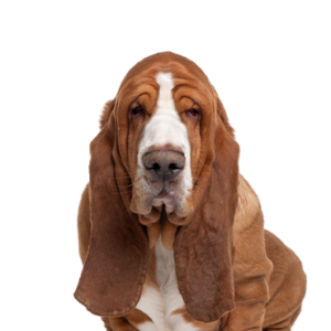 Petland Iowa City, Iowa Basset Hound