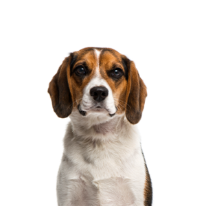 Petland Iowa City, Iowa Beagle