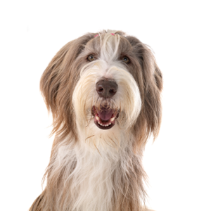 Petland Iowa City, Iowa Bearded Collie