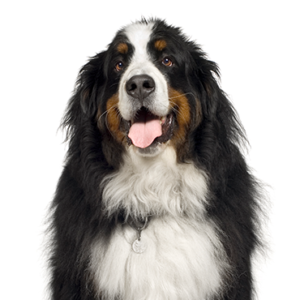 Petland Iowa City, Iowa Bernese Mountain Dog