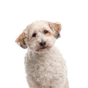 Petland Iowa City, Iowa Bichon Poo