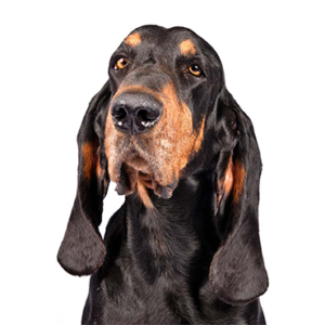 Petland Iowa City, Iowa Black and Tan Coonhound