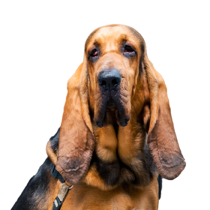 Petland Iowa City, Iowa Bloodhound