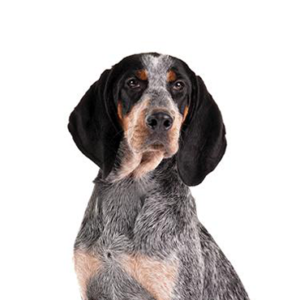 Petland Iowa City, Iowa Bluetick Coonhound