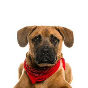 Petland Iowa City, Iowa Boggle