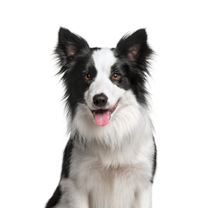 Petland Iowa City, Iowa Border Collie
