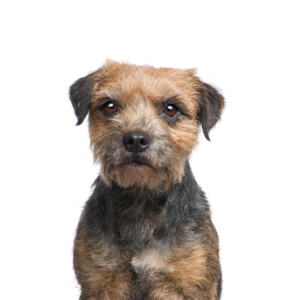 Petland Iowa City, Iowa Border Terrier