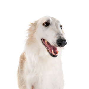 Petland Iowa City, Iowa Borzoi