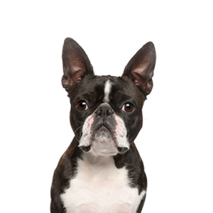 Petland Iowa City, Iowa Boston Terrier