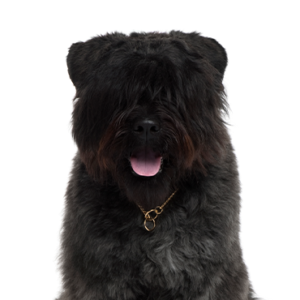 Petland Iowa City, Iowa Bouvier des Flandres
