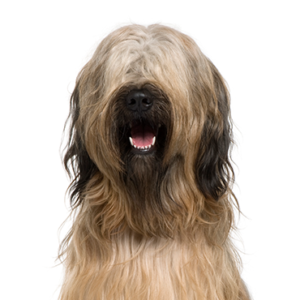 Petland Iowa City, Iowa Briard