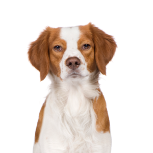 Petland Iowa City, Iowa Brittany