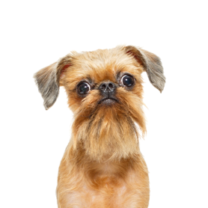 Petland Iowa City, Iowa Brussels Griffon