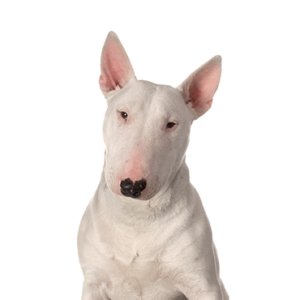 Petland Iowa City, Iowa Bull Terrier