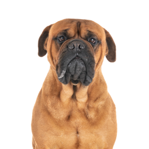 Petland Iowa City, Iowa Bullmastiff