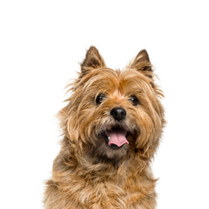 Petland Iowa City, Iowa Cairn Terrier