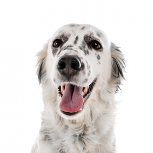 English Setter