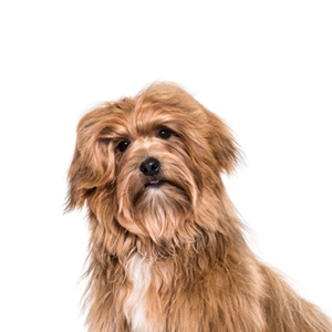 Petland Iowa City, Iowa Havanese