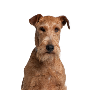 how tall do irish terriers get