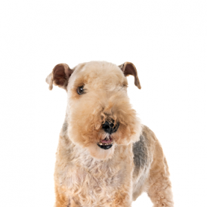 Lakeland Terrier