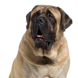 Petland Iowa City, Iowa Mastiff