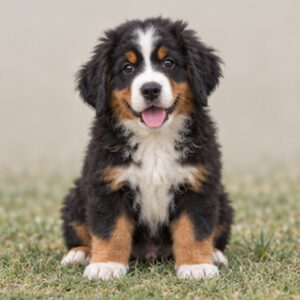 Fluffy black, white, and rust coat with a friendly expression, standing proud