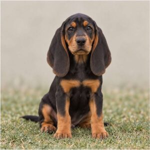 A sleek black and tan coonhound standing alert with its tail raised