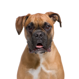 Petland Iowa City, Iowa Boxer