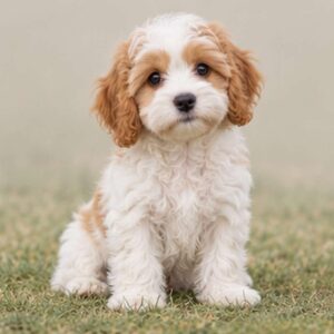 Fluffy, cream and brown dog sitting happily with a playful expression