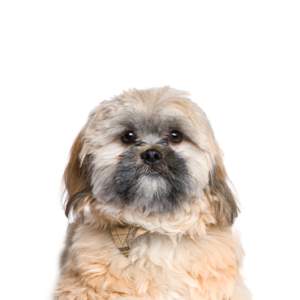 Petland Iowa City, Iowa Cavachon
