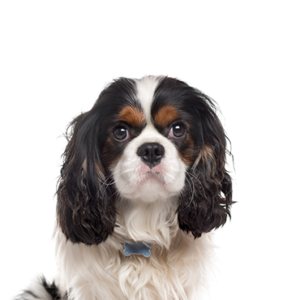 Petland Iowa City, Iowa Cavalier King Charles Spaniel