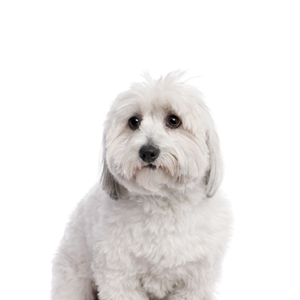 Petland Iowa City, Iowa Coton De Tulear