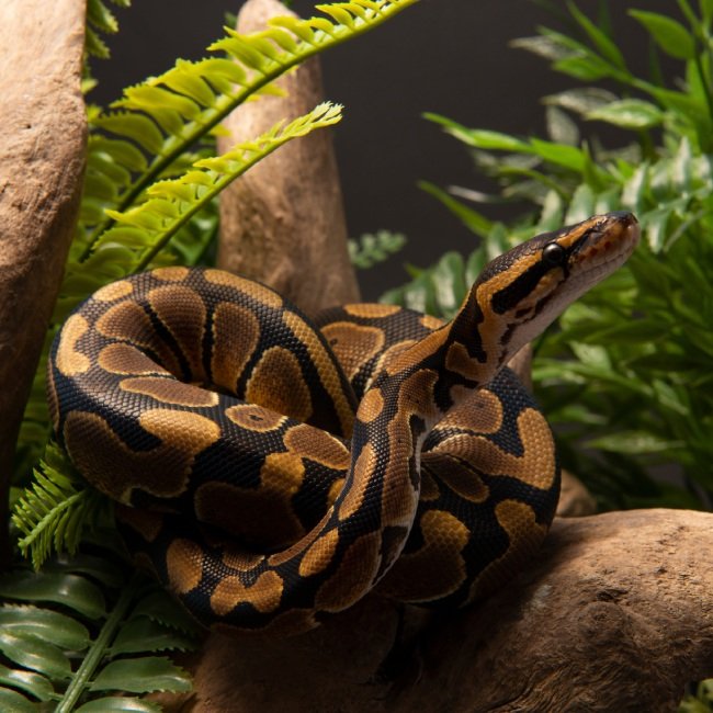 Reptiles Available for Sale Petland Iowa City, Iowa