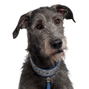 Scottish Deerhound