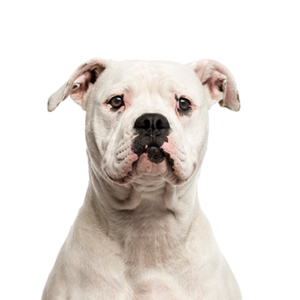 Petland Iowa City, Iowa American Bulldog