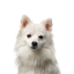 Petland Iowa City, Iowa American Eskimo