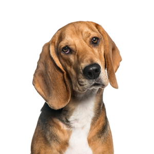 Petland Iowa City, Iowa American Foxhound