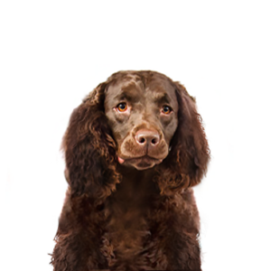 Petland Iowa City, Iowa American Water Spaniel