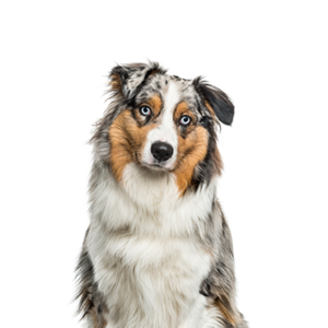 Petland Iowa City, Iowa Australian Shepherd