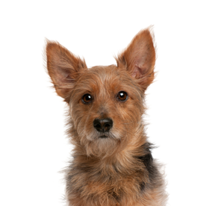 Petland Iowa City, Iowa Australian Terrier
