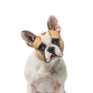 Petland Iowa City, Iowa French Bulldog