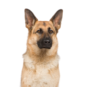 Petland Iowa City, Iowa German Shepherd