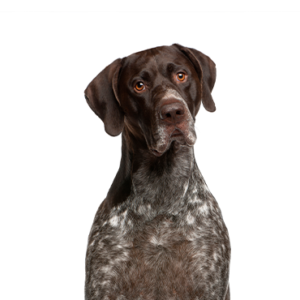Petland Iowa City, Iowa German Shorthaired Pointer