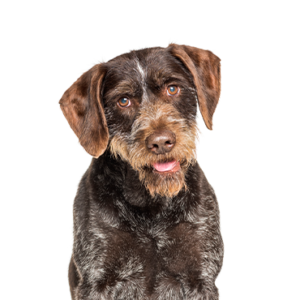 Petland Iowa City, Iowa German Wirehaired Pointer