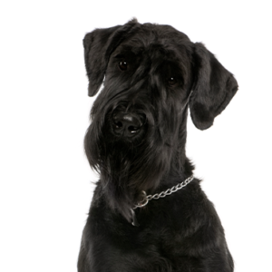 Petland Iowa City, Iowa Giant Schnauzer